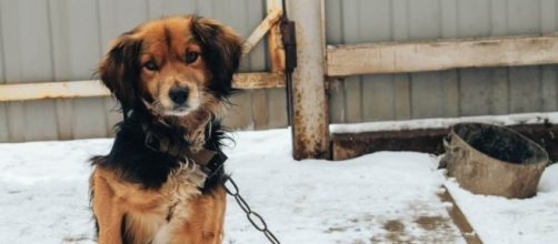 Washington Lawmakers Hope to Enact New Dog Tethering Laws - The ... - dogingtonpost.com