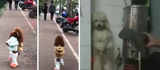 A triste história dos cachorros que andam em duas patas. Saiba o maus tratos por trás do treinamento. A triste história dos cachorros que andam em duas patas. Saiba o maus tratos por trás do treinamento.