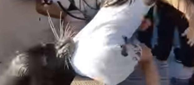 Momentul înfricoșător când un leu de mare trage o fetiță în apă - Foto: captură YouTube Momentul înfricoșător când un leu de mare trage o fetiță în apă - Foto: captură YouTube