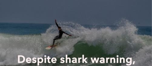 9 sharks at Poche Beach, 11-footer at San Clemente Pier ... - ocregister.com