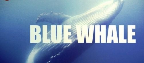 Il fenomeno del "Blue Whale", cosa è?