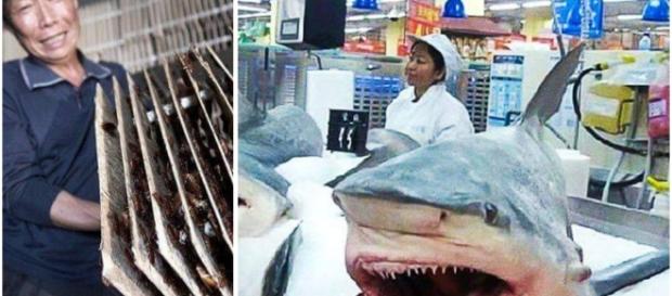 Coisas bizarras que são comum na China Coisas bizarras que são comum na China