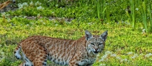 California bobcat, Lynx rufus (wikimediacommons)