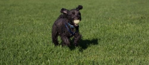 Off-leash dog parks can be branded as 'dangerous' by professional trainer ... - net.au