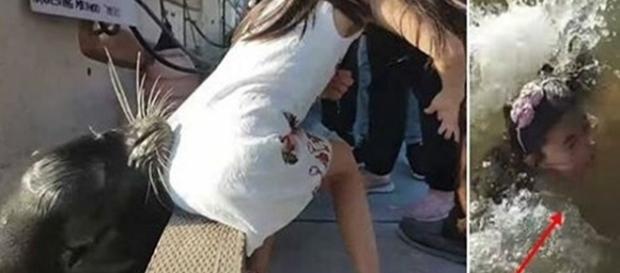 Exato momento em que o Leão-marinho puxa a menina para a água Exato momento em que o Leão-marinho puxa a menina para a água