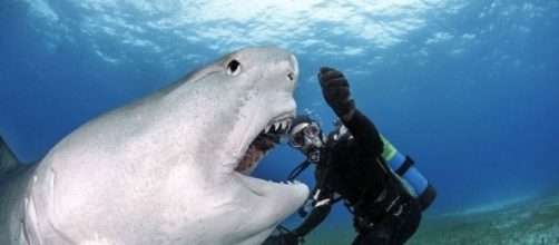 I grandi squali: squalo a bocca grande.