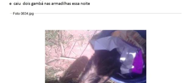 Alguns documentos foram incluídos na denúncia feita pela força-tarefa da Operação Lava Jato (Foto: Reprodução) Alguns documentos foram incluídos na denúncia feita pela força-tarefa da Operação Lava Jato (Foto: Reprodução)