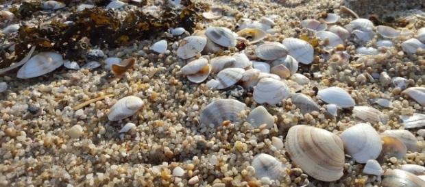 Clams on the beach, Pixabay https://pixabay.com/en/clam-sea-sand-beach-sandy-2197375/ Clams on the beach, Pixabay https://pixabay.com/en/clam-sea-sand-beach-sandy-2197375/