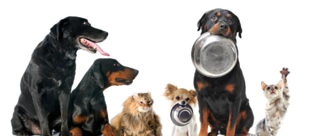 Cuánto debe comer mi perro - 10 pasos (con imágenes) - uncomo.com Cuánto debe comer mi perro - 10 pasos (con imágenes) - uncomo.com