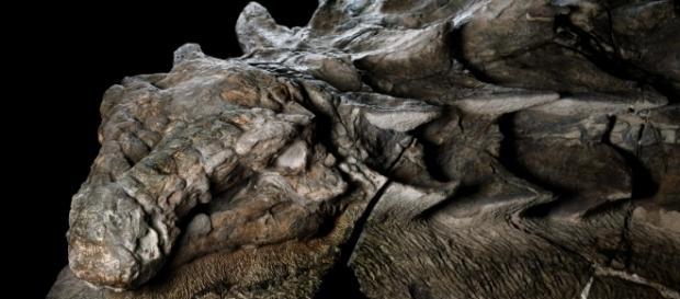 Das Fossil des Nodosaurus erinnert stark an einen Drachen. Bild: Robert Clark Das Fossil des Nodosaurus erinnert stark an einen Drachen. Bild: Robert Clark