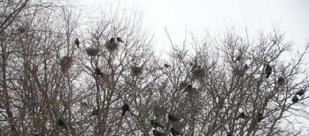 Ptaki ponoszą konsekwencje wprowadzenia ustawy Szyszki (fot. miastoiptaki.pl) Ptaki ponoszą konsekwencje wprowadzenia ustawy Szyszki (fot. miastoiptaki.pl)