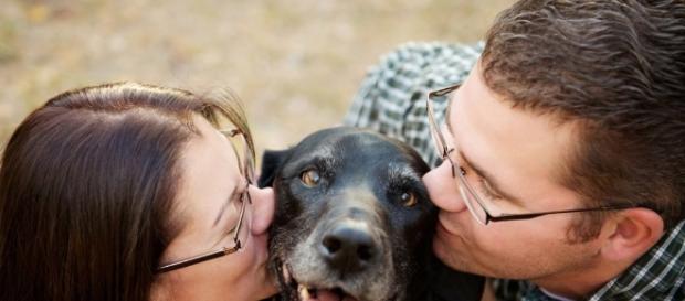Reencuentros de perros con sus amos. Reencuentros de perros con sus amos.