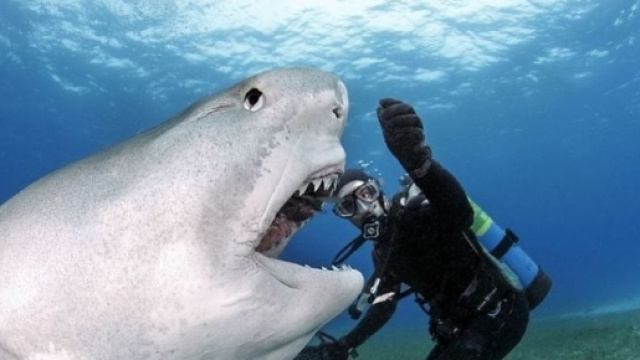 I grandi squali: squalo a bocca grande.