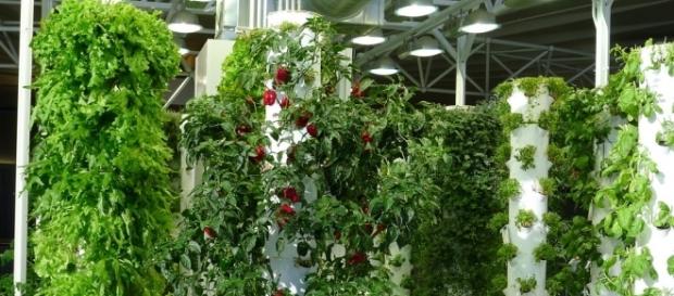 Indoor farming is one of the top tech trends predicted by Silicon Valley investors. (Photo via Flickr Commons) Indoor farming is one of the top tech trends predicted by Silicon Valley investors. (Photo via Flickr Commons)