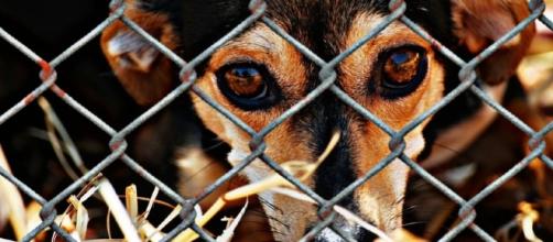 Adopt or buy a pet? Photo animal shelter via CCO Public domain via Pixabay
