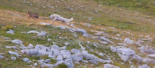 Un pastore abruzzese mette in fuga un lupo (foto di Matteo Luciani)