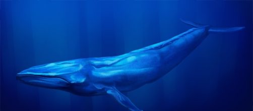 Blue Whale sbarca anche in Italia