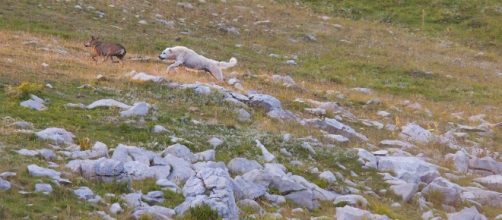 Un pastore abruzzese mette in fuga un lupo (foto di Matteo Luciani)
