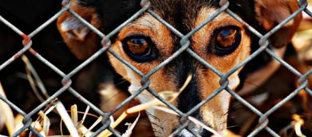 Adopt or buy a pet? Photo animal shelter via CCO Public domain via Pixabay Adopt or buy a pet? Photo animal shelter via CCO Public domain via Pixabay