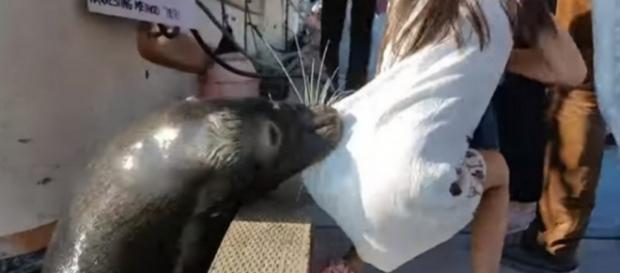 Girl dragged into water by sea lion receives treatment for rare ... - katu.com Girl dragged into water by sea lion receives treatment for rare ... - katu.com