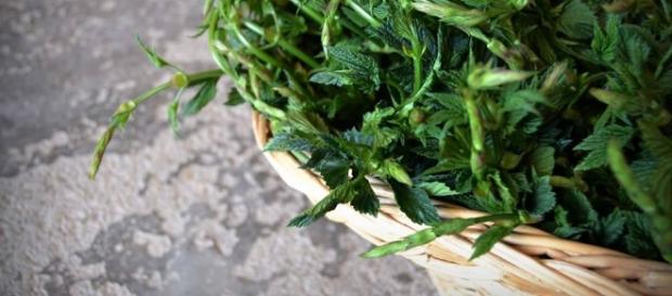 L'ingrediente segreto della cucina monacale: le erbe. L'ingrediente segreto della cucina monacale: le erbe.