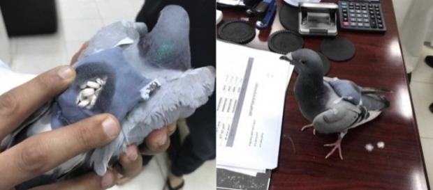 Pombo foi flagrado no Kuwait transportando drogas em pequena mochila (Crédito: Twitter/ Al Arabiya English) Pombo foi flagrado no Kuwait transportando drogas em pequena mochila (Crédito: Twitter/ Al Arabiya English)