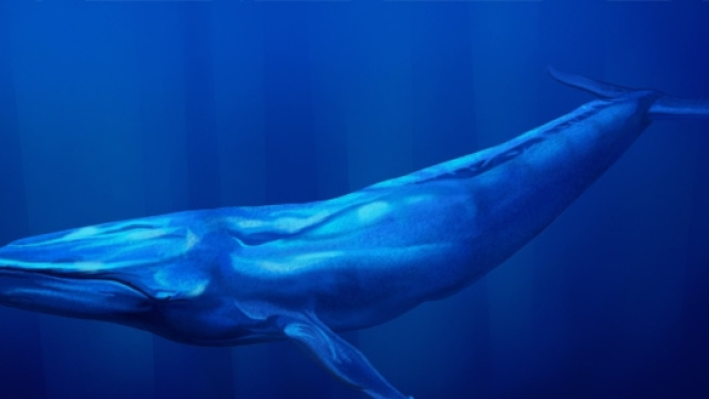 Blue Whale sbarca anche in Italia