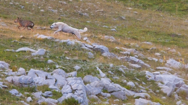 Un pastore abruzzese mette in fuga un lupo (foto di Matteo Luciani)