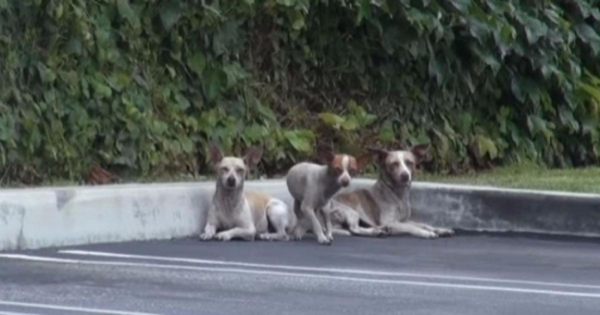 Three small dogs abandoned on the streets by their owner