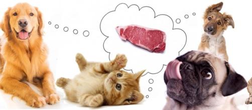 Why Are Vets Not Recommending a Raw Food Diet for Pets ... - pethealthcare.co.za