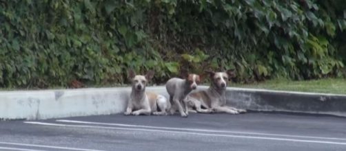 3 dogs were just dumped out in the street. Luckily, their fate ... - pawpulous.com