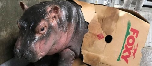 Fiona, the baby hippo, is all the rage at Cincinnati Zoo. - Cincinnati Zoo And Botanical Garden
