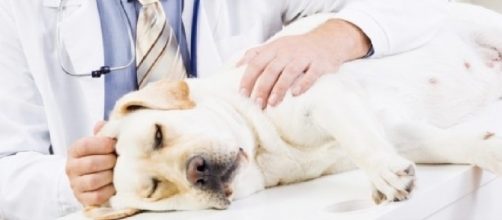 What you need to know about the dog flu outbreak | WKRC - local12.com
