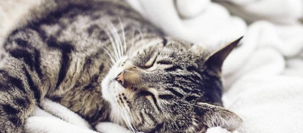 L'empathie du chat, antidote du stress professionnel L'empathie du chat, antidote du stress professionnel