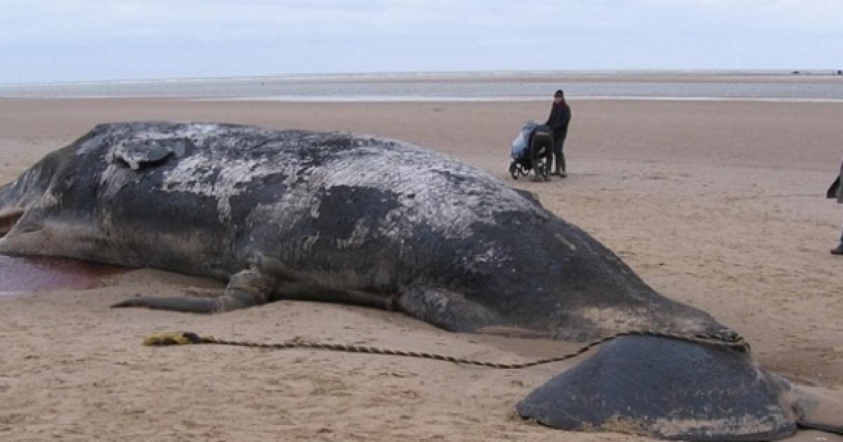 A dead blue whale with 10 broken ribs found washed up on a beach in