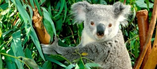 Houve queda de mais de 50% na população de coalas em Queensland