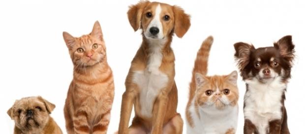 Do pets go to heaven? - Photo: Blasting News Library - hunterrandr.com Do pets go to heaven? - Photo: Blasting News Library - hunterrandr.com