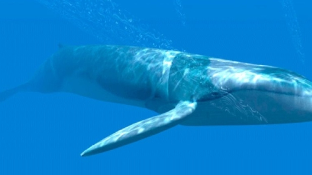 Blue Whale: il gioco dell'orrore che sta uccidendo gli adolescenti ... - lindipendente.net