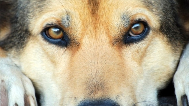 I Grilli dello Stretto presentano progetto Oasi felina a Faro - canalesicilia.it