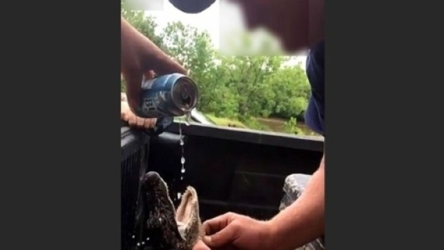 Usa, coccodrillo costretto a bere birra