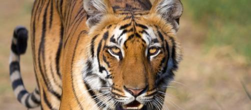 A tiger entered an enclosure and a female keeper died at the scene.