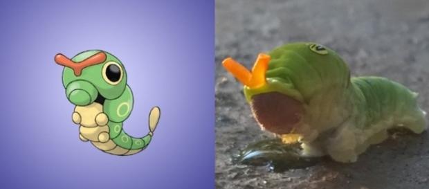 Conheça 10 Pokémons inspirados em seres da vida real (Foto: Reprodução/Garotas Geeks) Conheça 10 Pokémons inspirados em seres da vida real (Foto: Reprodução/Garotas Geeks)