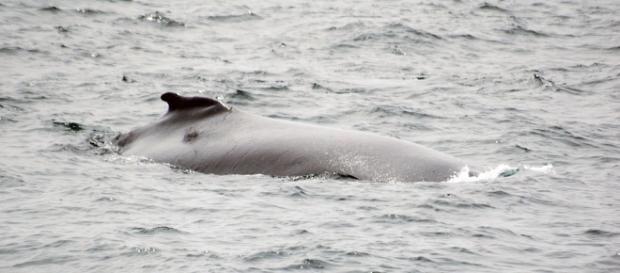 El peligroso juego de la Ballena Azul El peligroso juego de la Ballena Azul