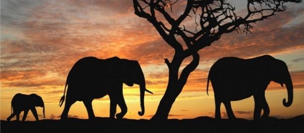Joseph Ortmann - Elephant - 25/09/2016 Joseph Ortmann - Elephant - 25/09/2016