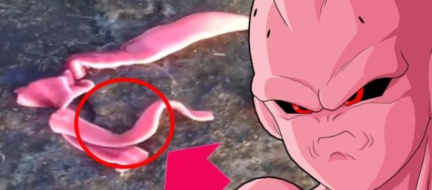 Majin buu ahora existe en realidad Majin buu ahora existe en realidad