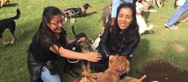 Milagros Caninos: el santuario para perros maltratados (Facebook - Milagros Caninos) Milagros Caninos: el santuario para perros maltratados (Facebook - Milagros Caninos)