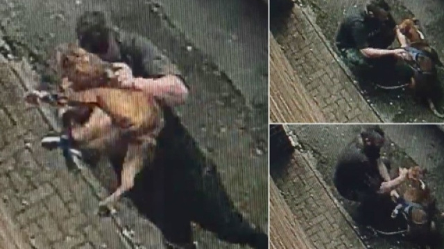 Picchia il suo cane e lo getta per terra: 35enne arrestato