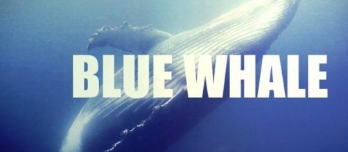 Blue Whale in Italia: diversi casi a Fiumicino