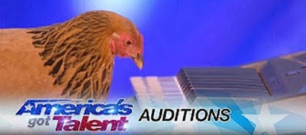 Jokgu the Japanese chicken plays her heart out on "America's Got Talent," premiering May 30--personal edited screenshot image Jokgu the Japanese chicken plays her heart out on "America's Got Talent," premiering May 30--personal edited screenshot image