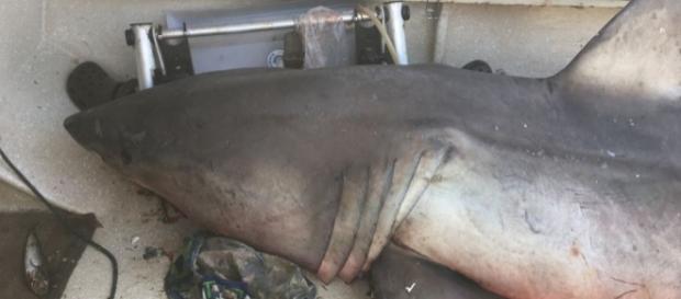 Tubarão branco saltou para dentro de barco na Austrália Tubarão branco saltou para dentro de barco na Austrália